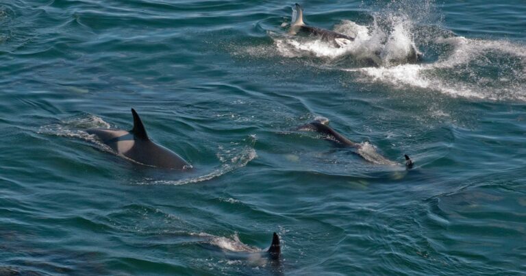 Southern resident killer whales swimming near the surface of the ocean.