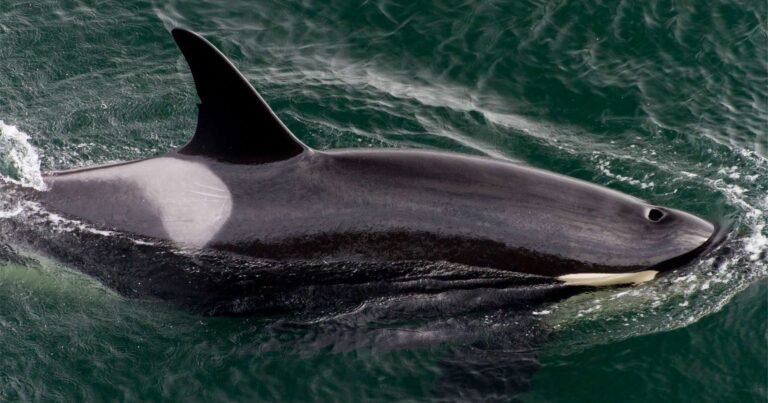 Southern resident killer whale swimming near the surface of the ocean.