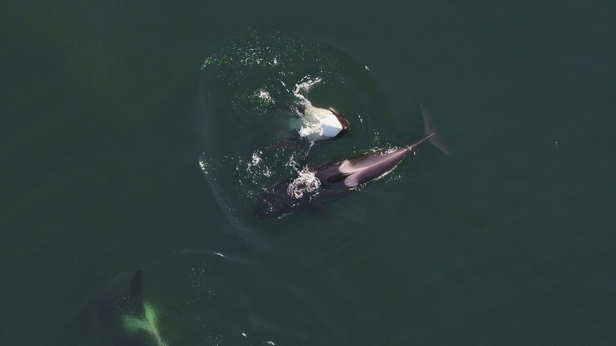 Overhead photo of three Southern Resident killer whales swimming near the top of the water.
