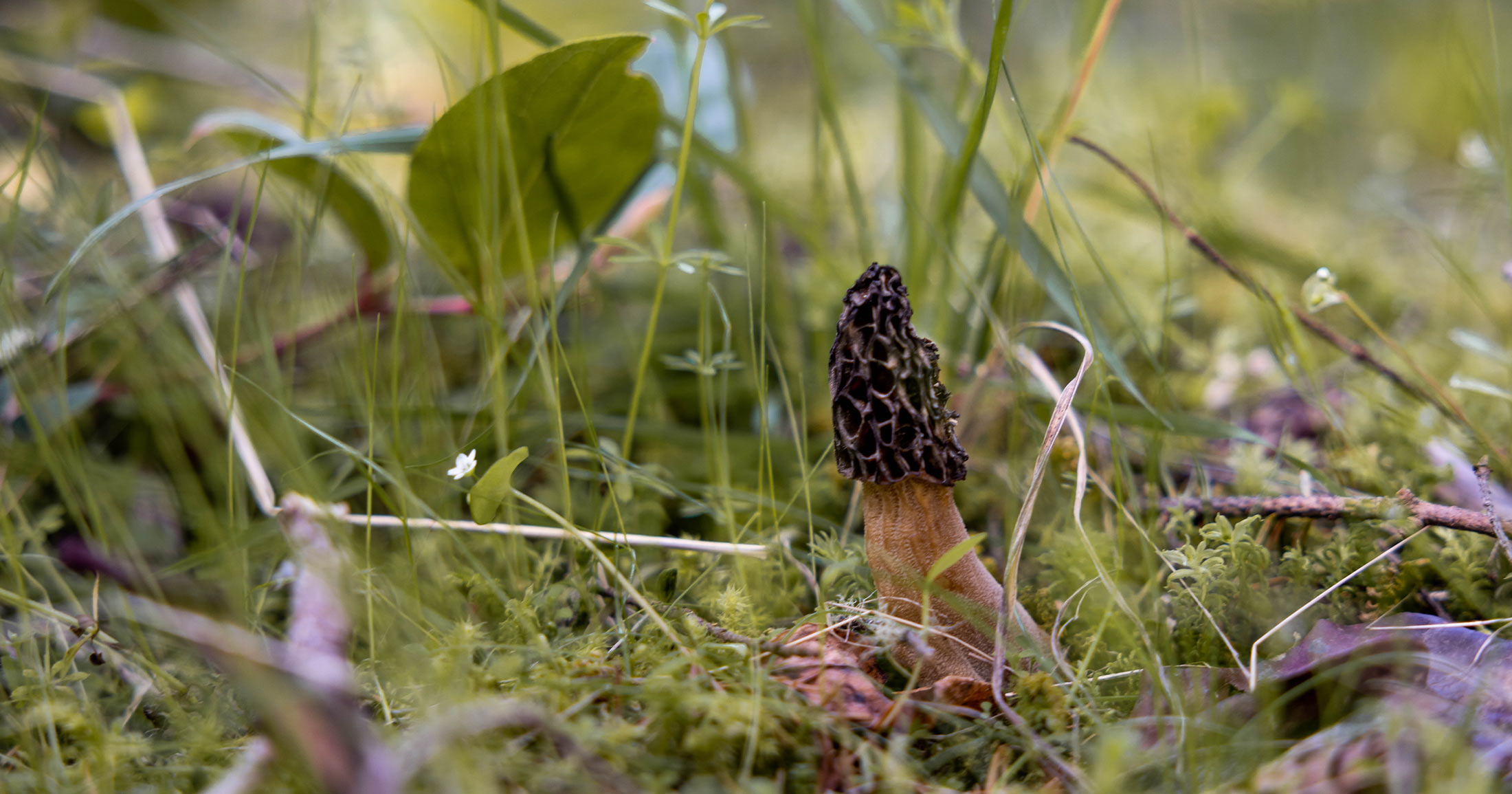 Morel mushroom on the forest floor.