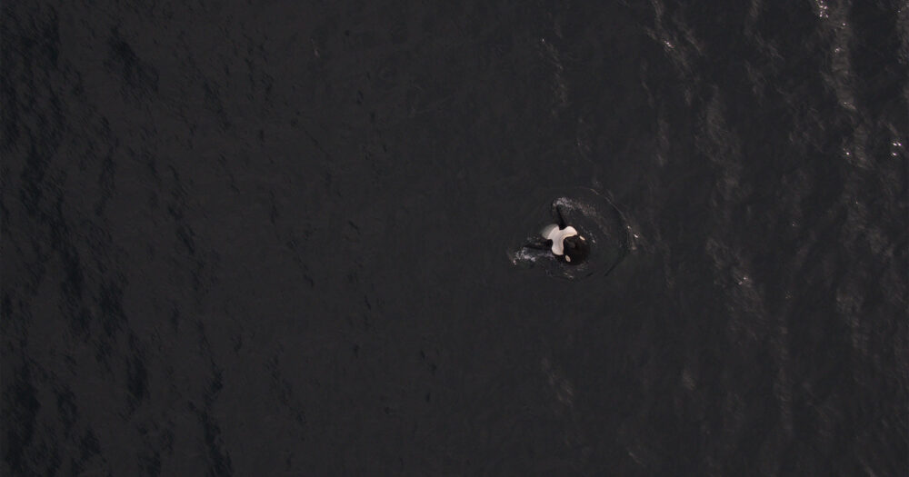 Killer whale spyhopping from a birds eye view.