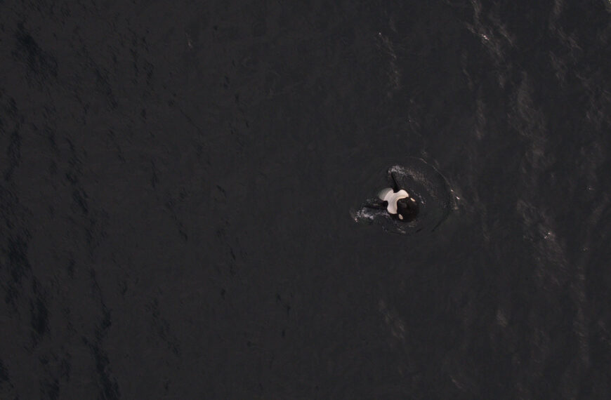 Killer whale spyhopping from a birds eye view.