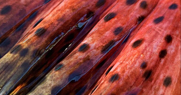 Chinook salmon next to each other in a river.