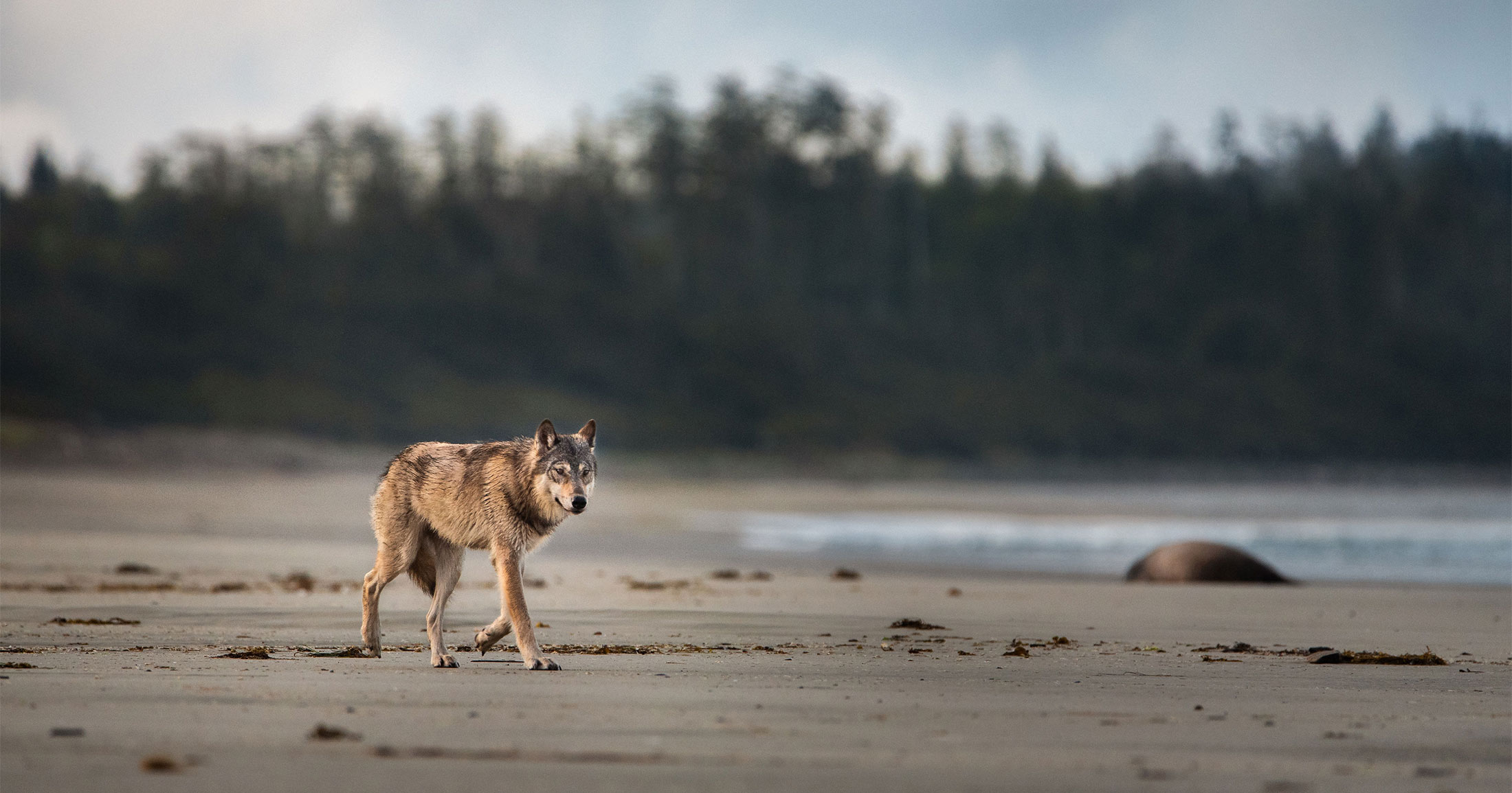 Wolf walking on a beach.