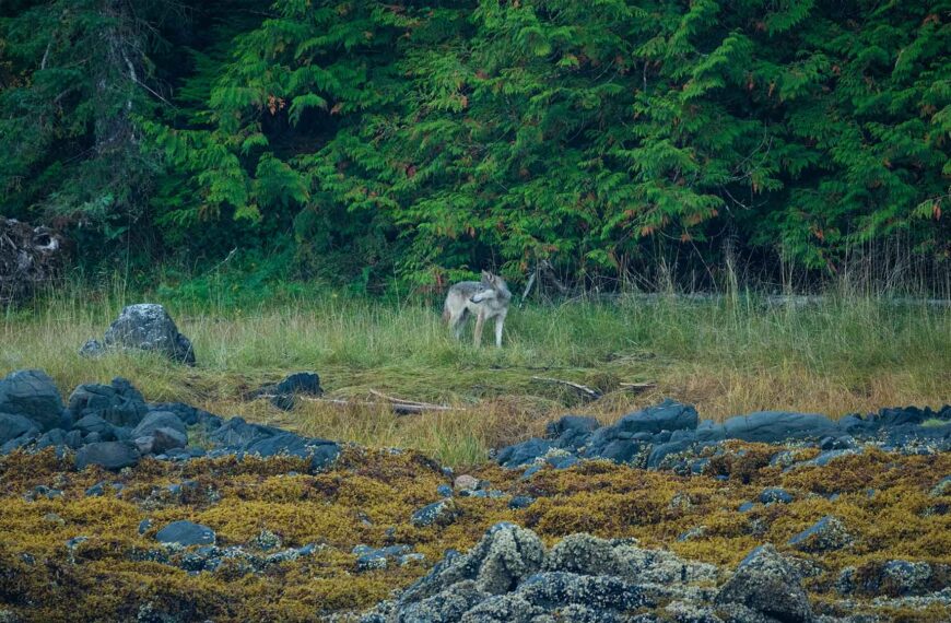Wolf standing on a shoreline.