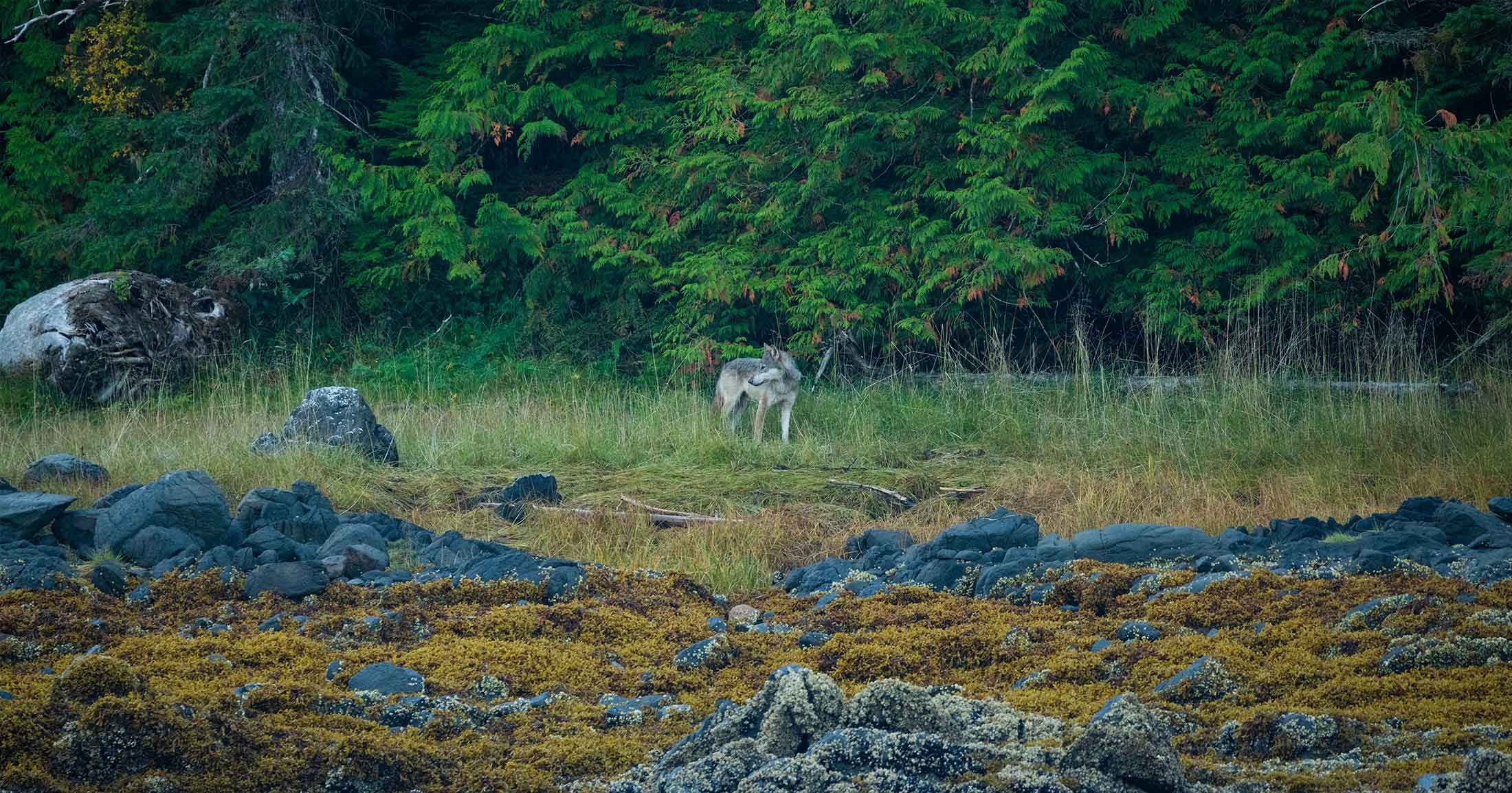 Wolf standing on a shoreline.