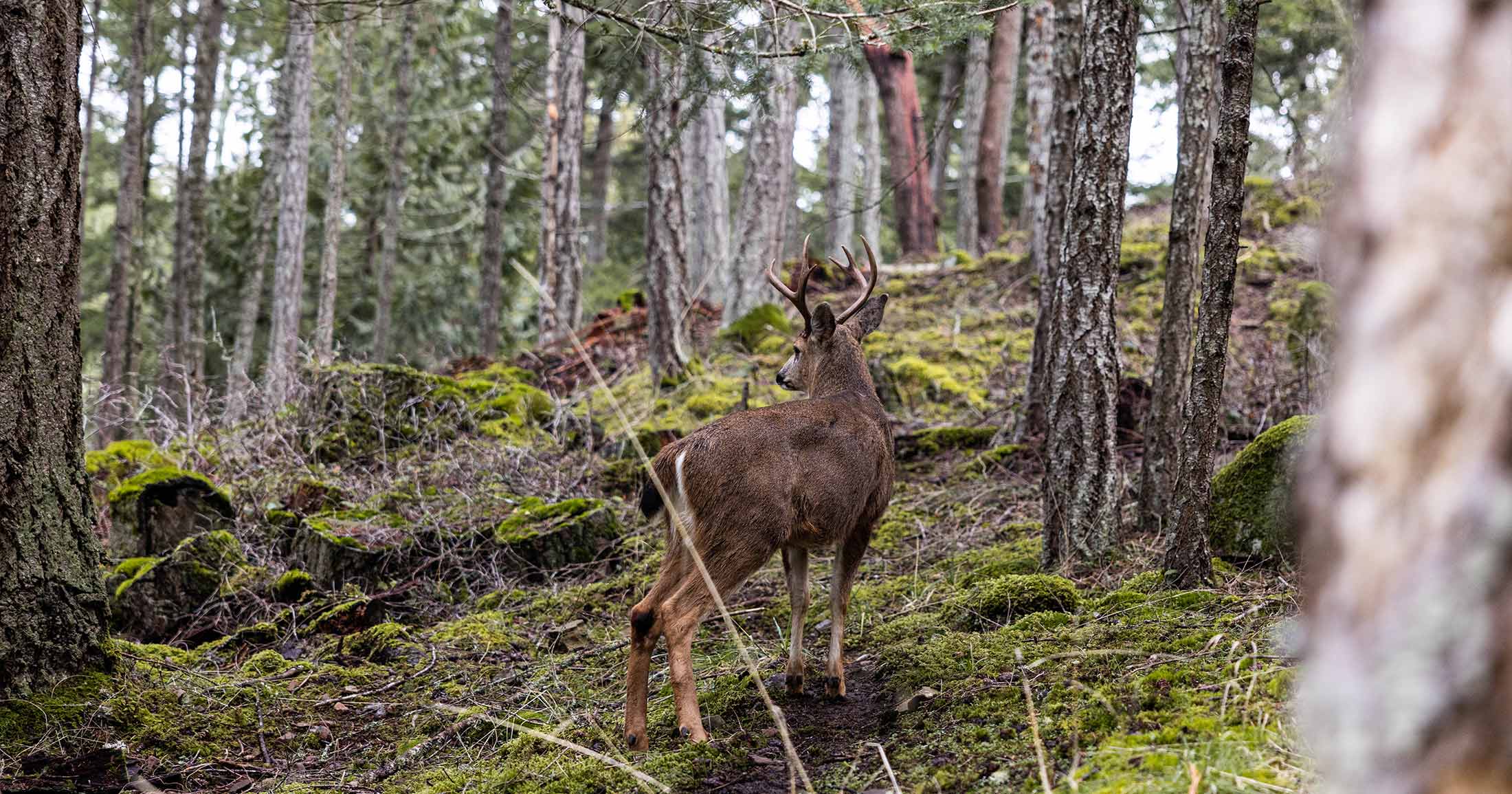 Deer in a coastal douglas fir forest.