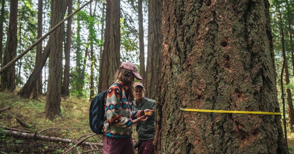 Two people measuring a large douglas fir tree.