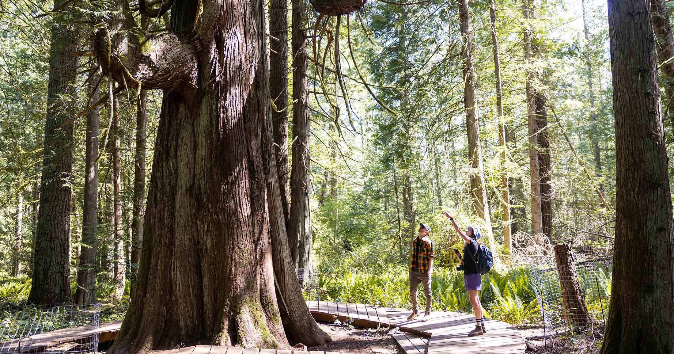 Two people admiring a very large cedar tree.