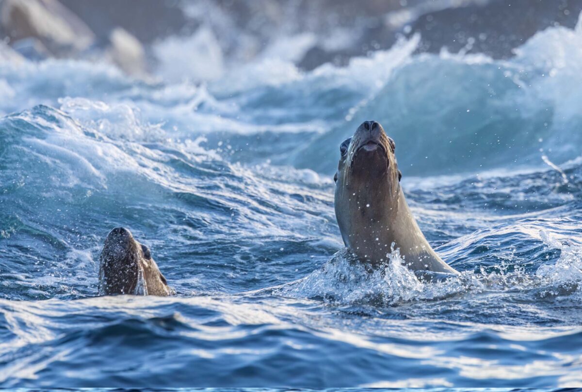 Two sea lions swimming.