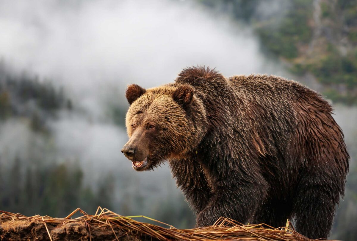 Grizzly bear in the fog.