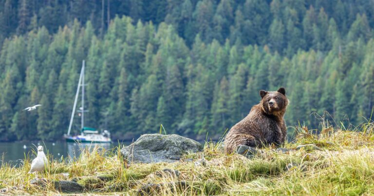 Grizzly bear in an estuary with SV Achiever in the background.