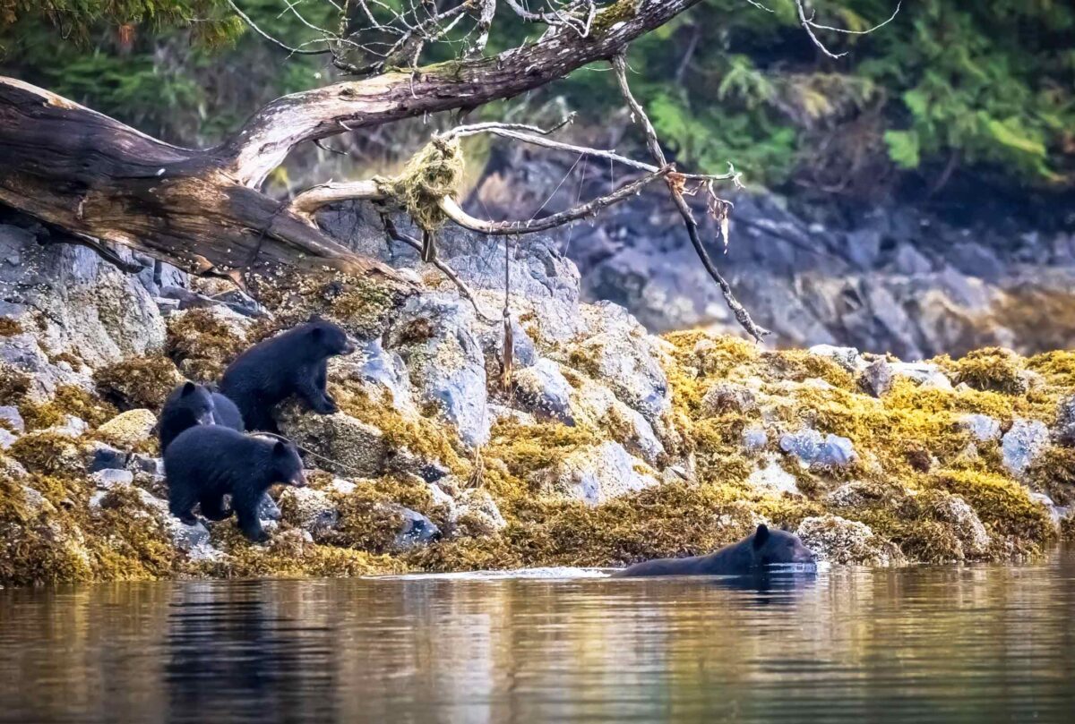 Black bear and three cubs on the shore.