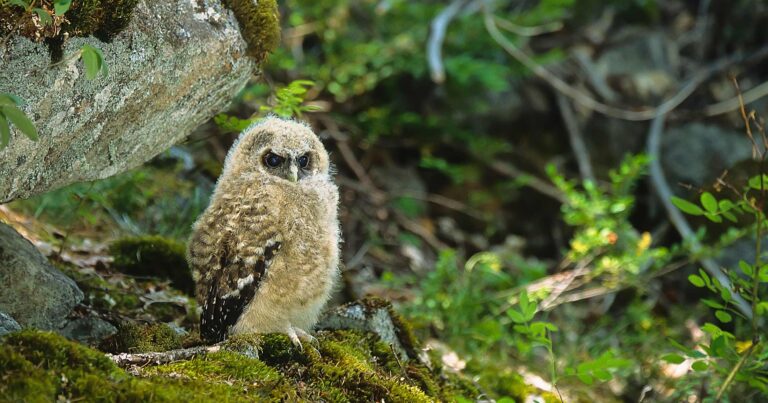 The story of Coastal Douglas-fir forests: All about owls