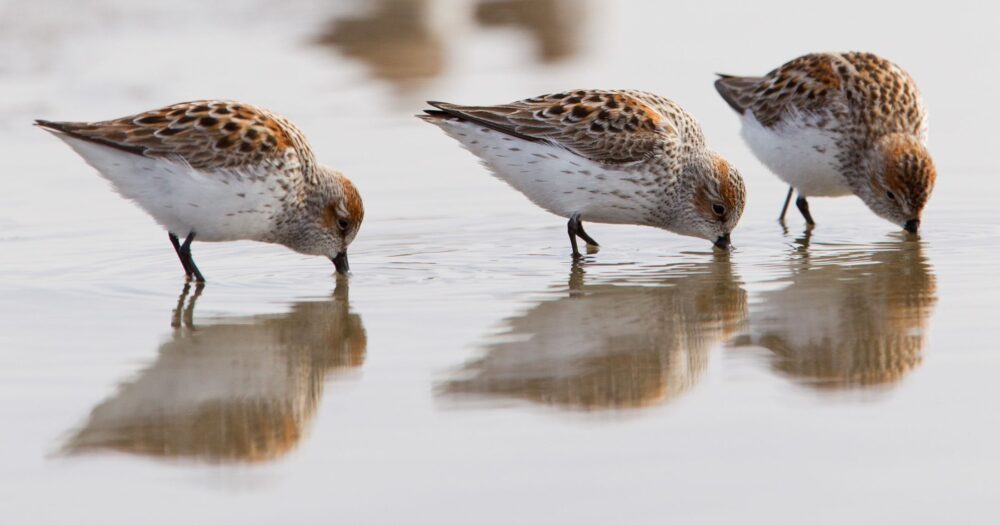 Three shore birds feeding with their beaks in the sand and their reflections mirrored in the glassy shallow water.