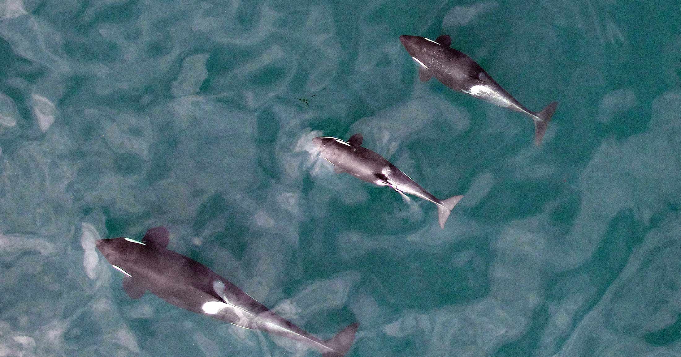 Three killer whales swimming near the surface of the water.