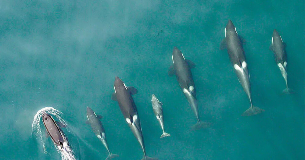 Southern Resident killer whales swim in formation as seen from the air.