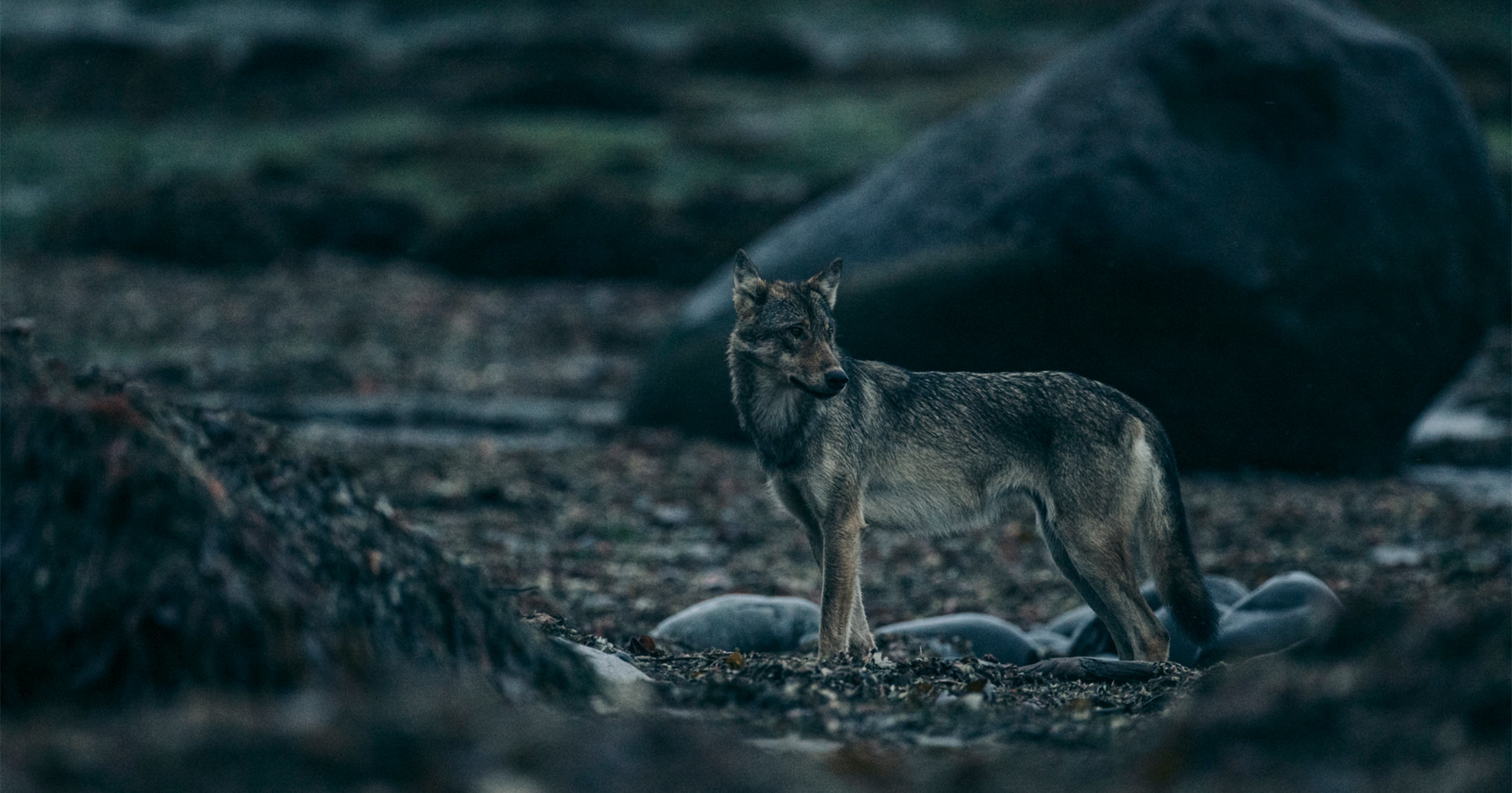 Coastal wolf standing on the beach.