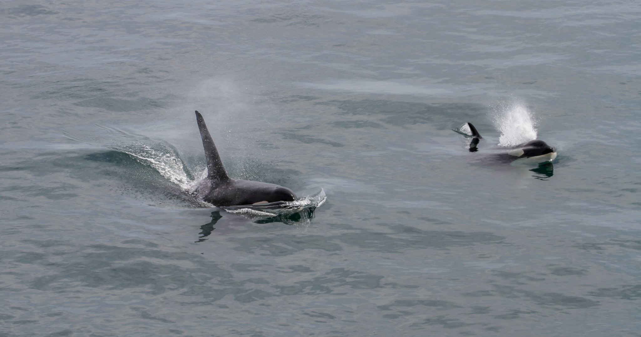 Two killer whales swimming at the surface of the water.