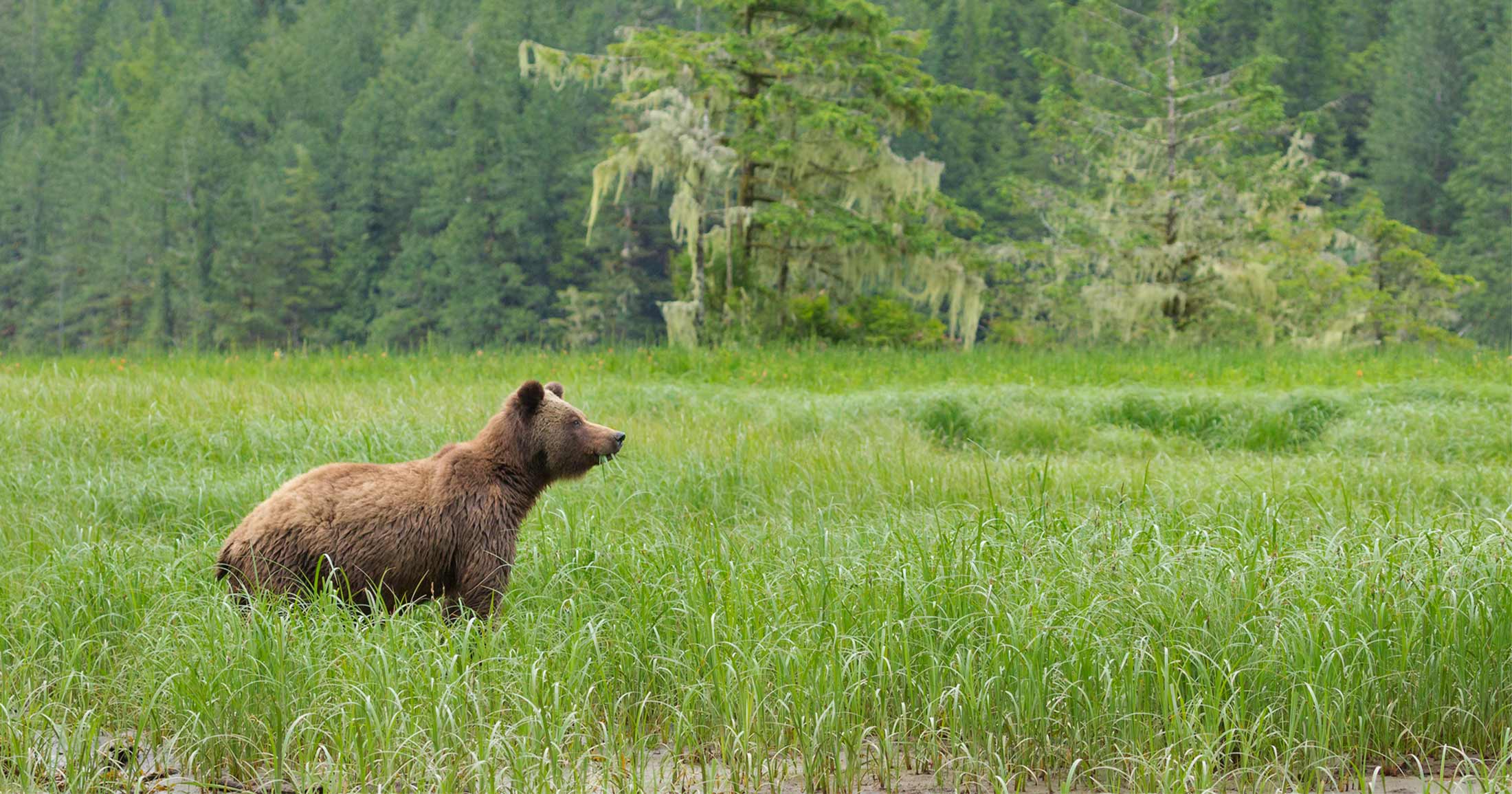 Grizzly bear in the grass eating grass.