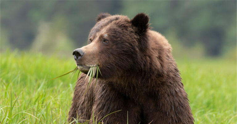 Grizzly bear eating grass.