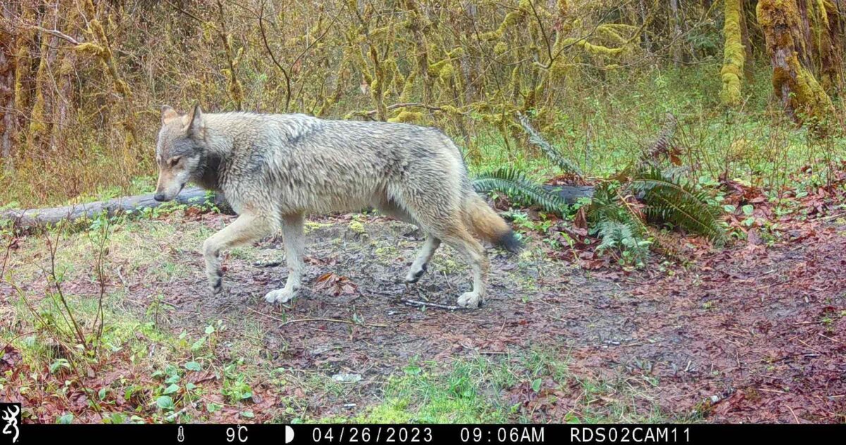 A wolf walking in front of a camera trap.