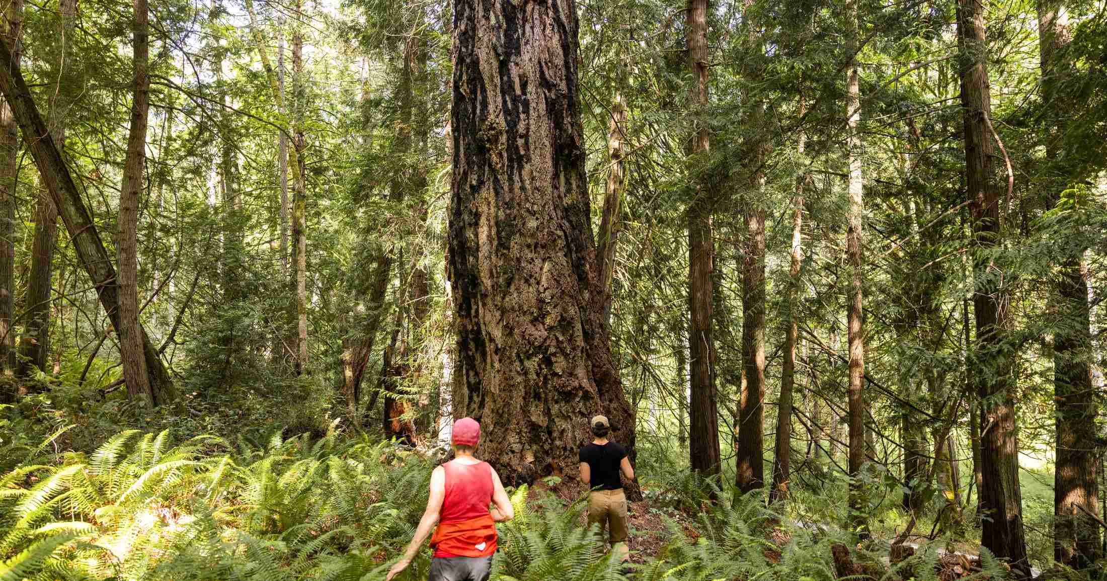 Two people walking towards a big tree in the forest.