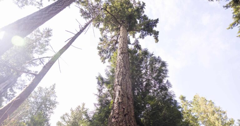 Looking up at a tall tree from the ground.