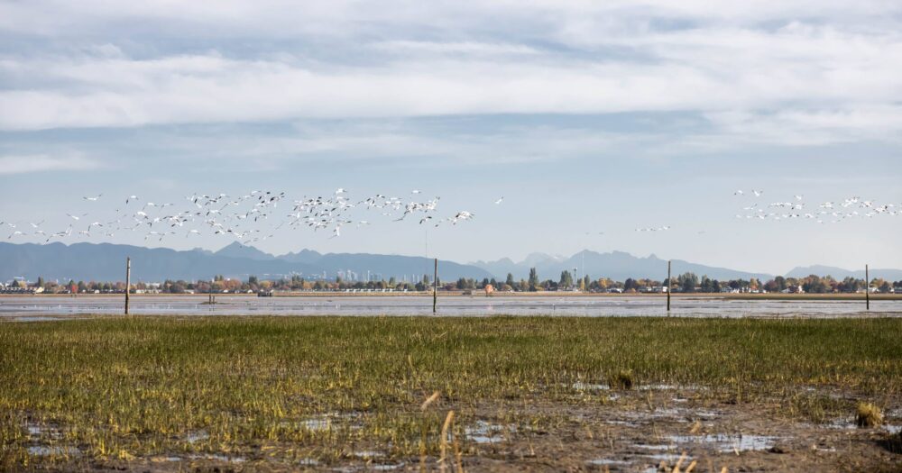 Birds flying above the estuary with the city and mountains in the background.