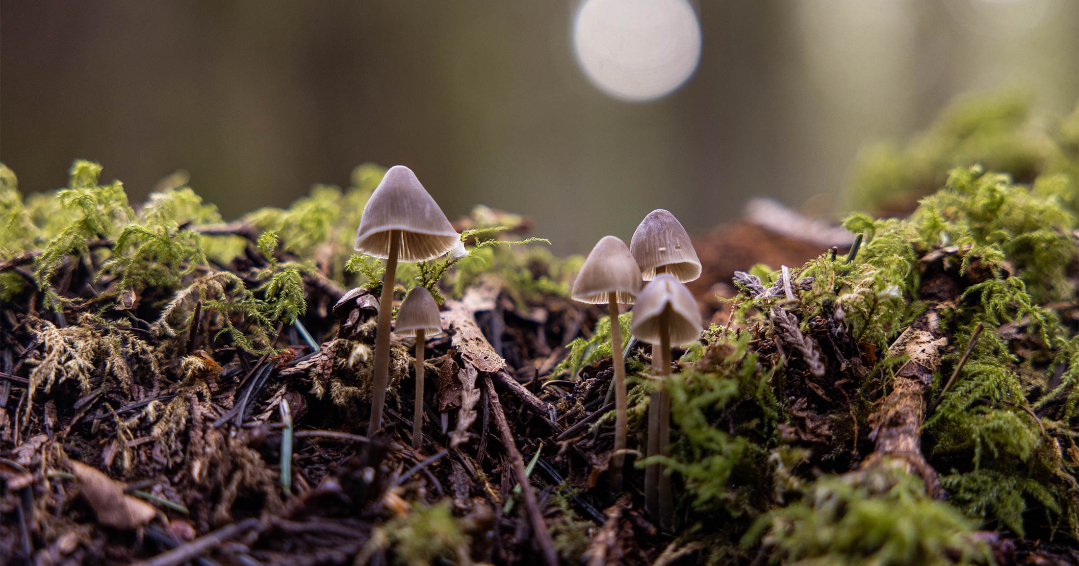 Small mushrooms on a mossy log.