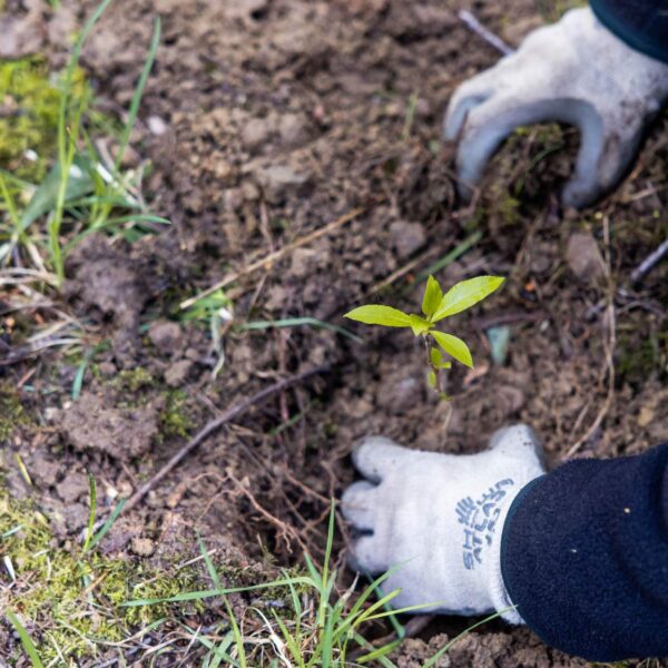 A newly planted tree.