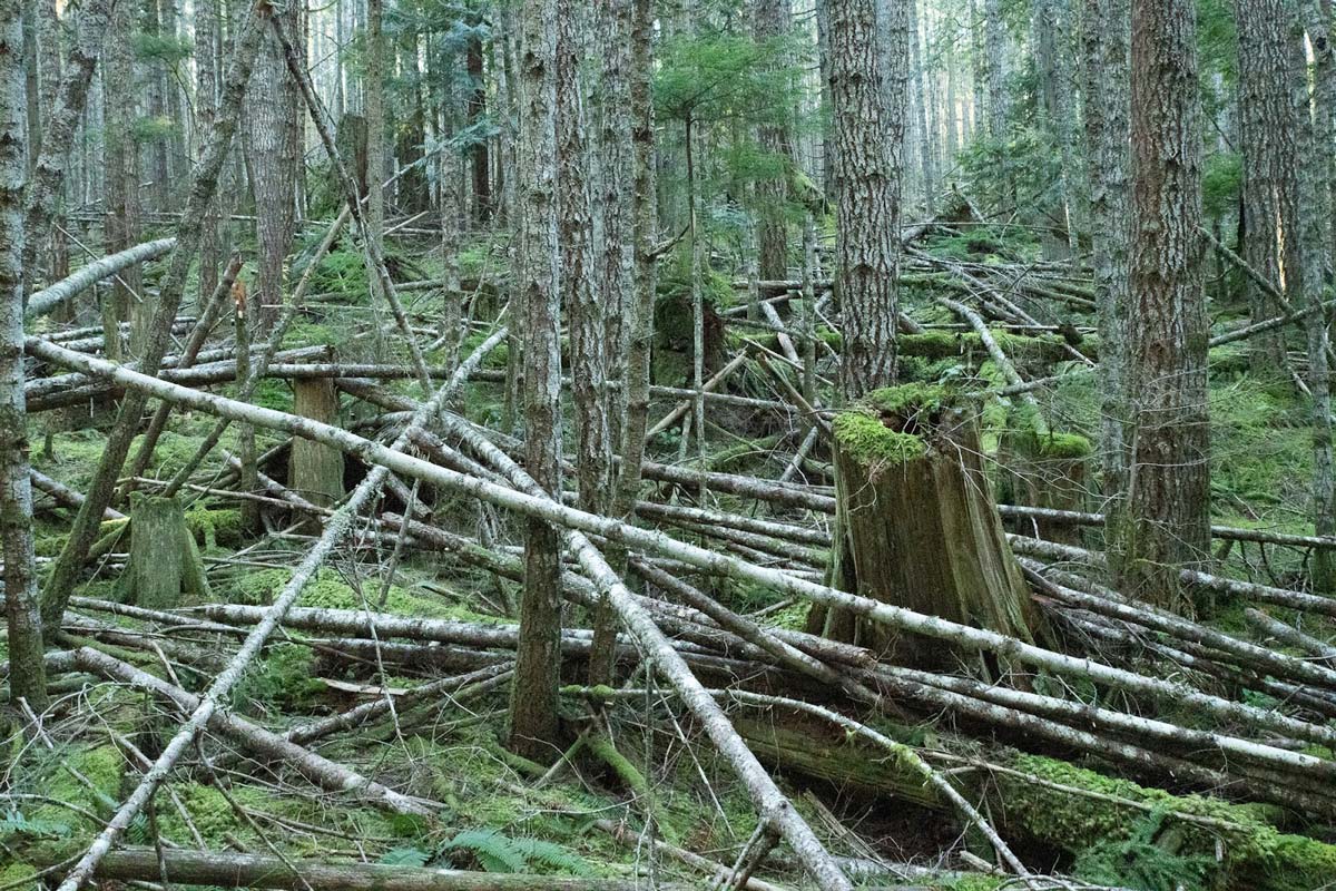 A dense forest with many trees of a similar size and species and many fallen stems piled on the forest floor. 