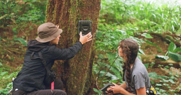 Two people crouched in front of a tree looking at a camera trap that is attached to the tree.