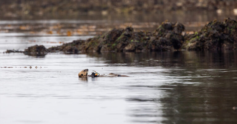 Otter floating on it's back holding a crab.