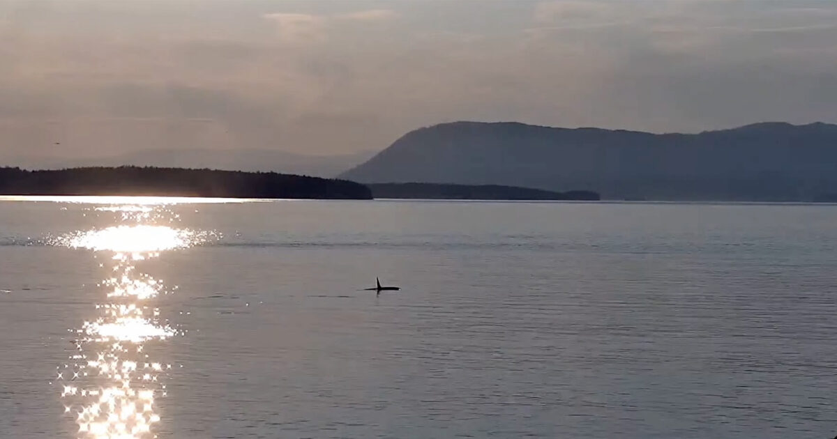 Killer whale surfacing during a sun set.