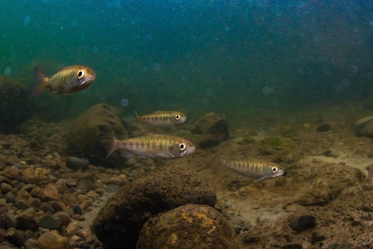 Four small salmon swimming near the bottom of the water. 