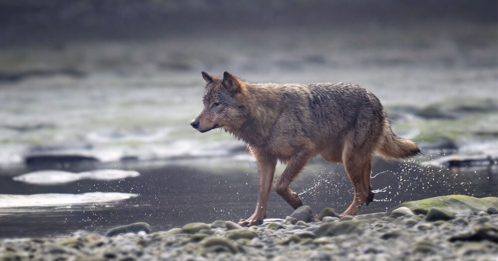 Wolf walking on the beach.