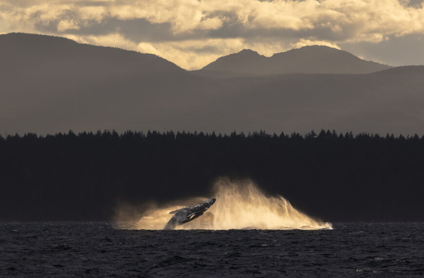 Humpback whale breaching in the sunset.