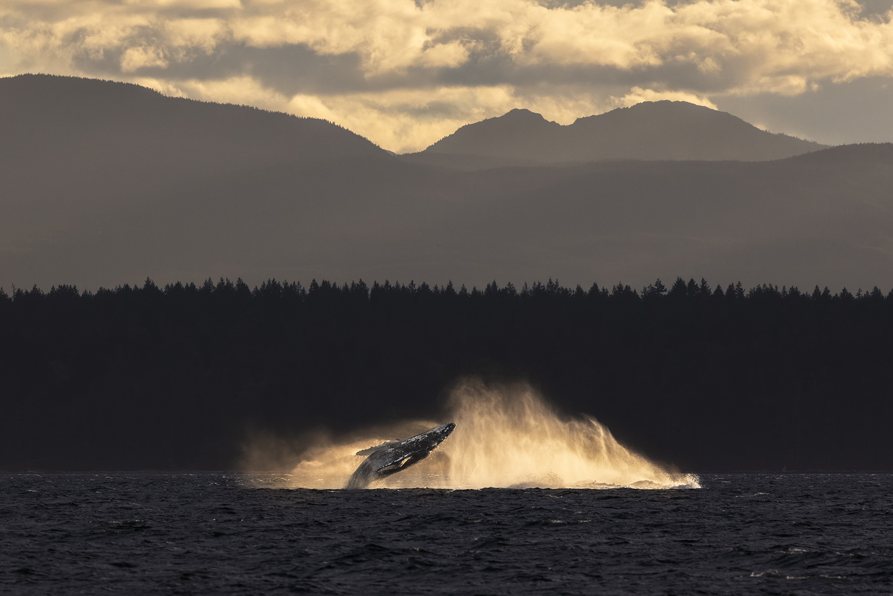 Humpback whale breaching in the sunset.