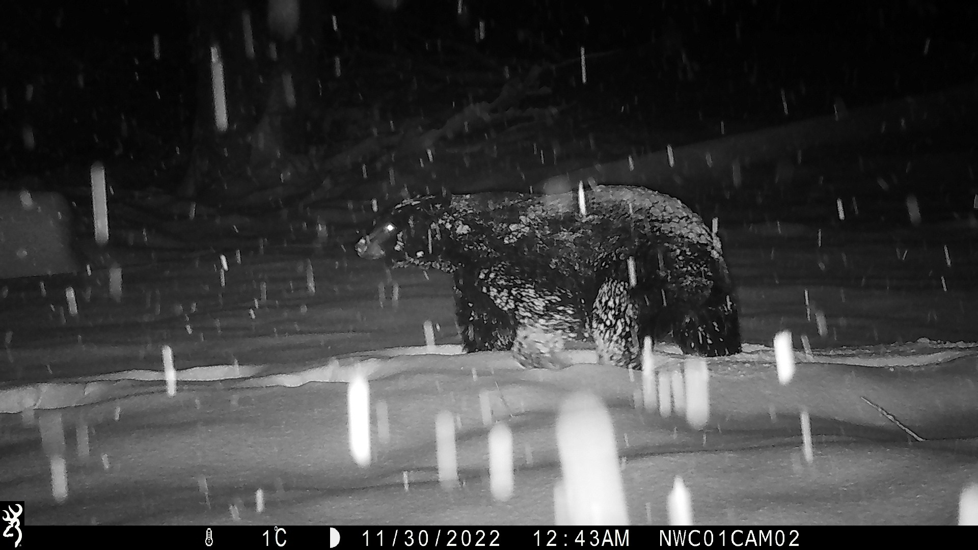 Wildlife camera photo of a snow covered black bear trekking through the snow. 