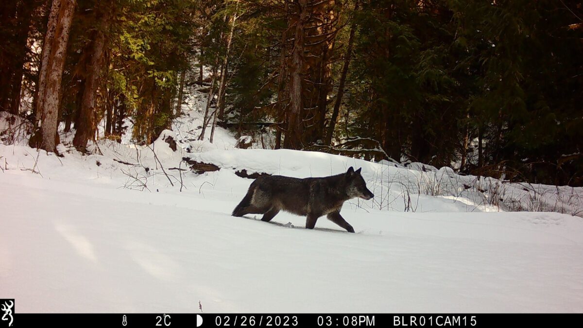 Wolves Following Humans Following in the footsteps of wild wolves | Raincoast