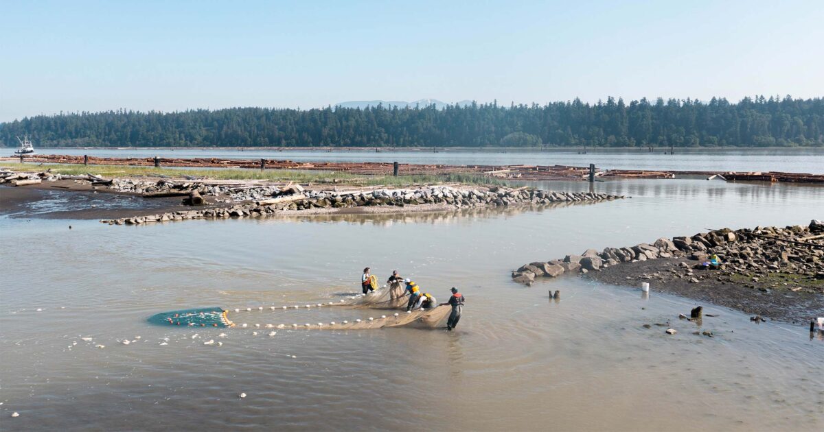 Four people holding a net to catch juvenile salmon at a jetty with a big notch in it. 