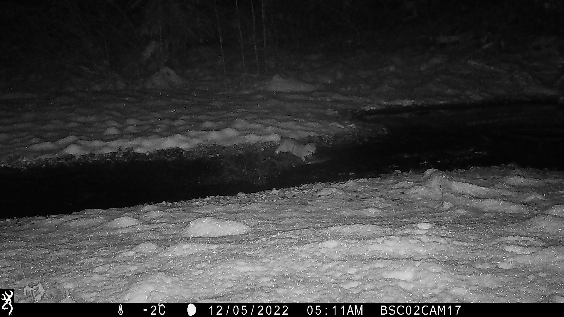 Bobcat trying to catch salmon in the river.