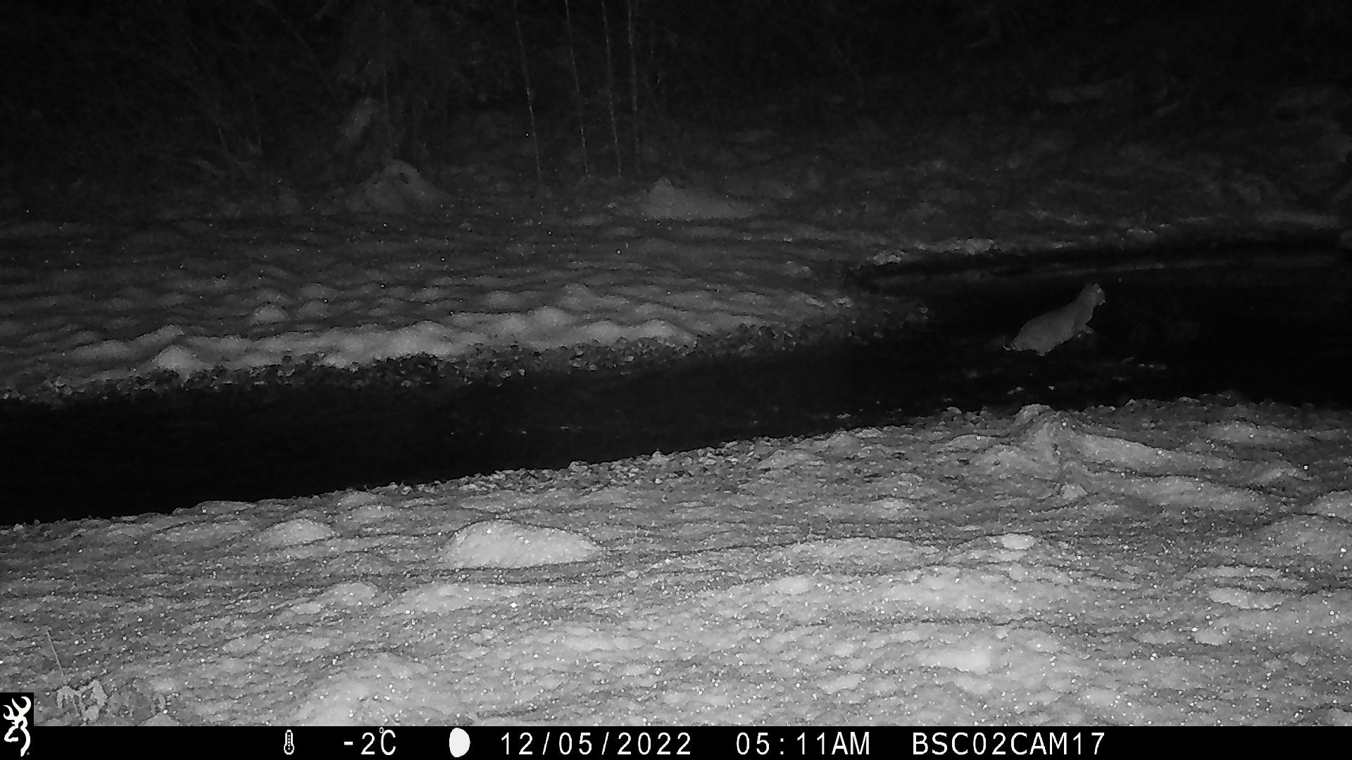 Bobcat trying to catch salmon in the river.