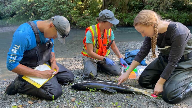 Three people sitting on the riverbank sampling a salmon carcass.