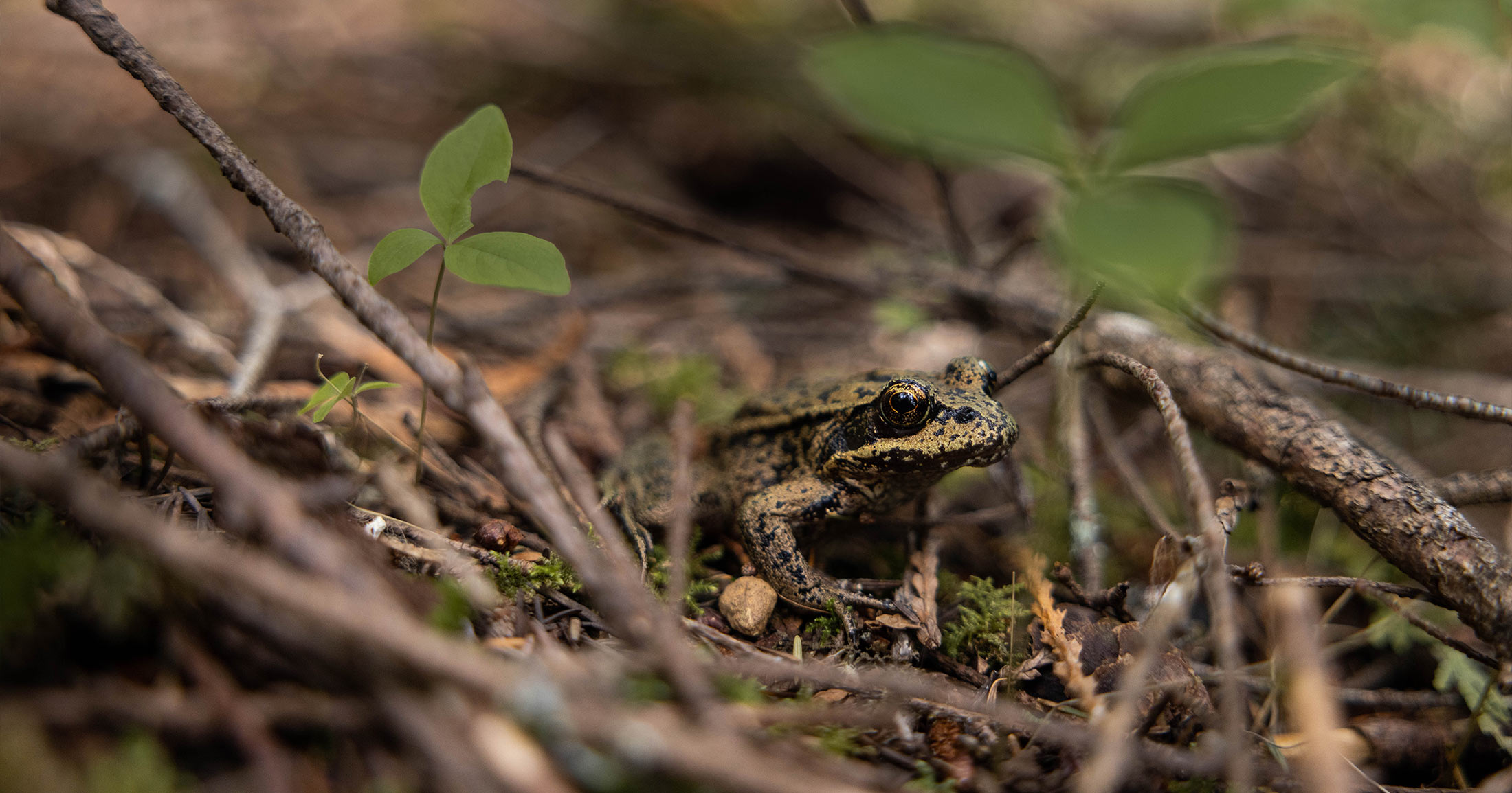 Red legged frog on the forest floor.
