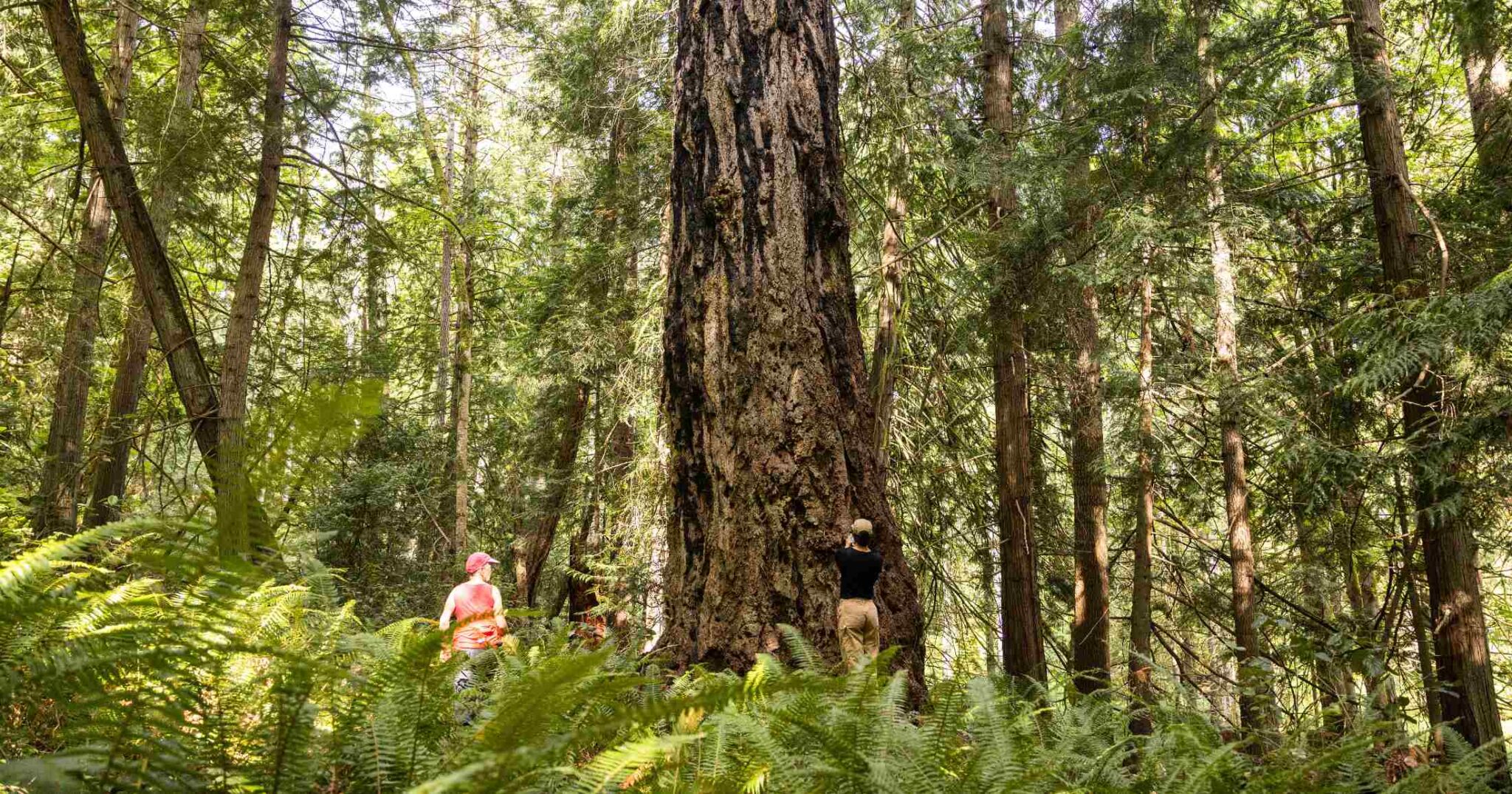 Tree Restry Second annual Big Tree Summit | Raincoast
