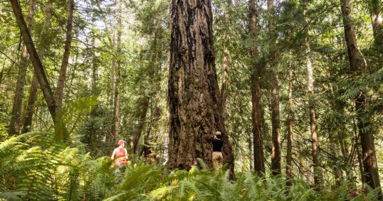 Two people stand near a big tree in the forest.