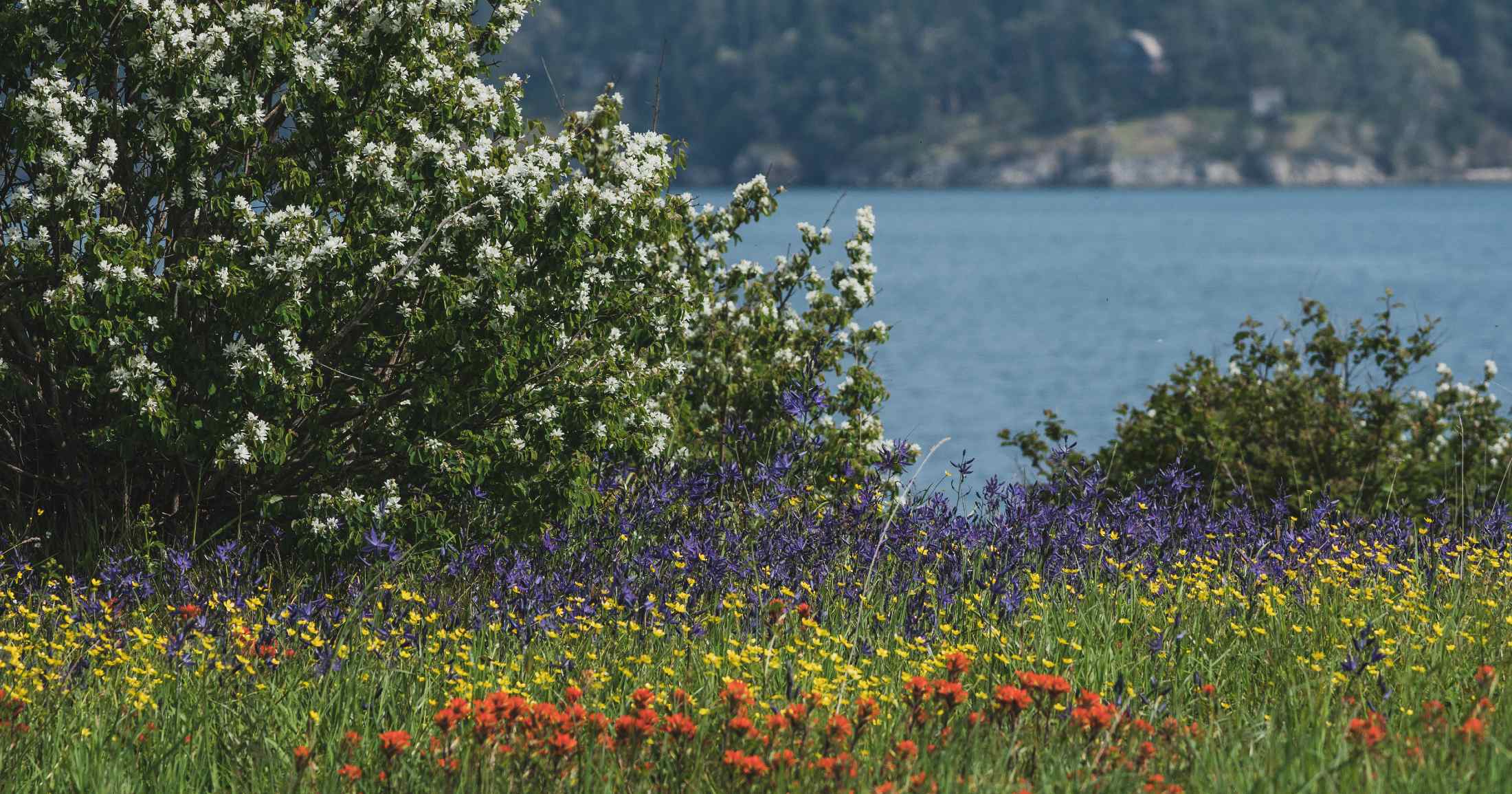 A field of colourful flowers along the coast.
