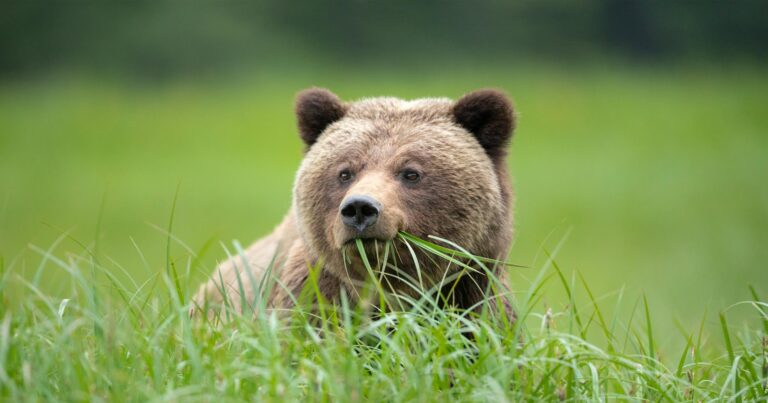 Grizzly eating grass.
